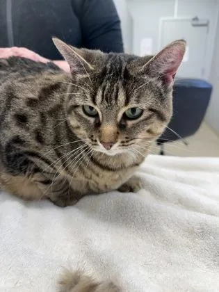 An adult large-sized female Domestic Short Hair cat named Forte for adoption in Lafayette, IN