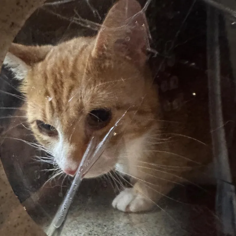 An adult medium-sized male Orange / Red Domestic Short Hair cat named Milo for adoption in Philadelphia, PA