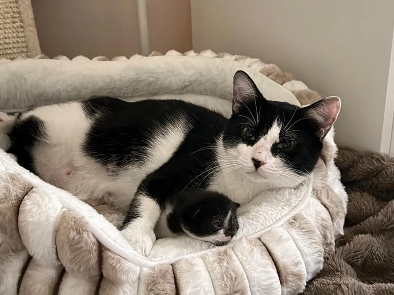 An adult medium-sized female Domestic Short Hair cat named Ouija for adoption in Peru, NY