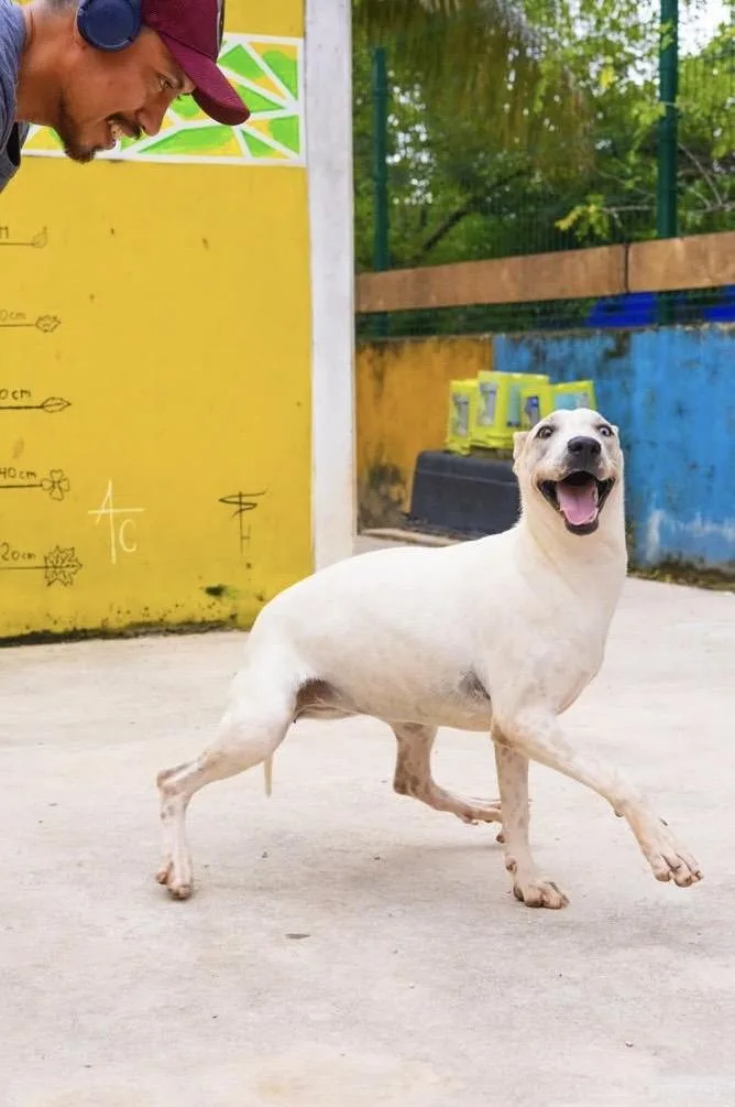 A young medium-sized female White / Cream Whippet dog named Blue for adoption in New York, NY