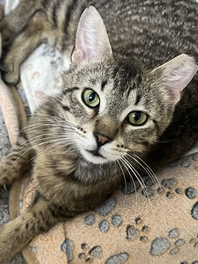 A young medium-sized male Domestic Short Hair cat named Levi for adoption in Wheaton, IL