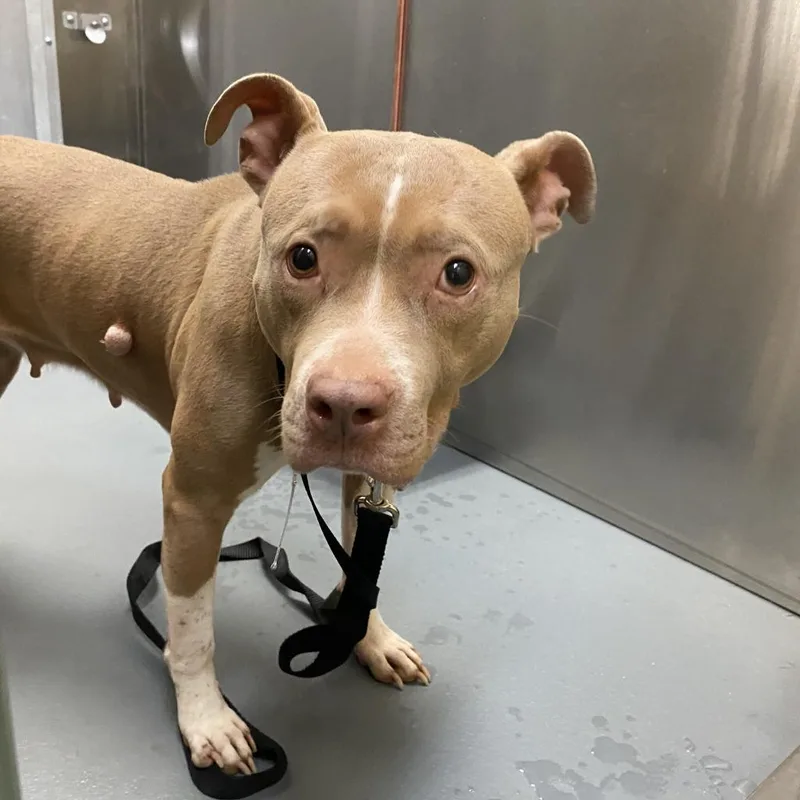 An adult medium-sized female Yellow / Tan / Blond / Fawn Mixed Breed dog named Bella for adoption in Memphis, TN