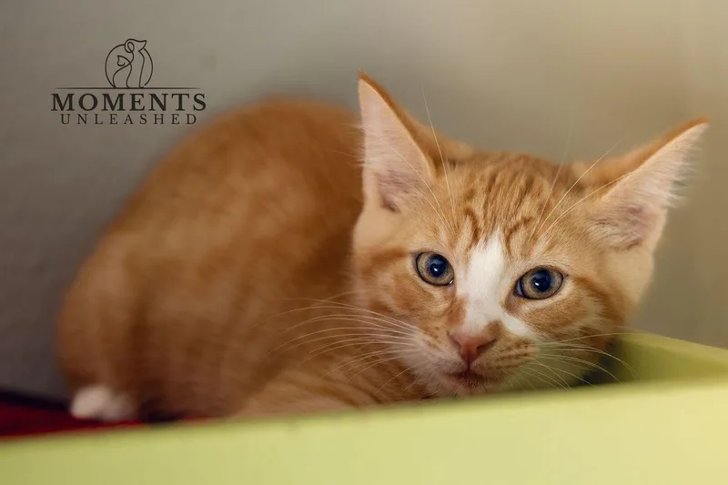 A baby small-sized male Tabby (Orange / Red) Domestic Short Hair cat named Torchic for adoption in Myakka City, FL