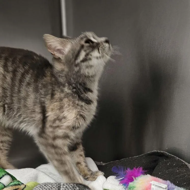 Lauryn Hill thumbnail 4