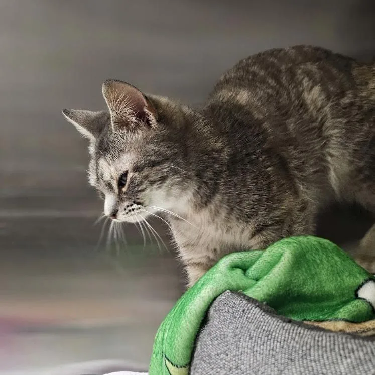 Lauryn Hill thumbnail 5