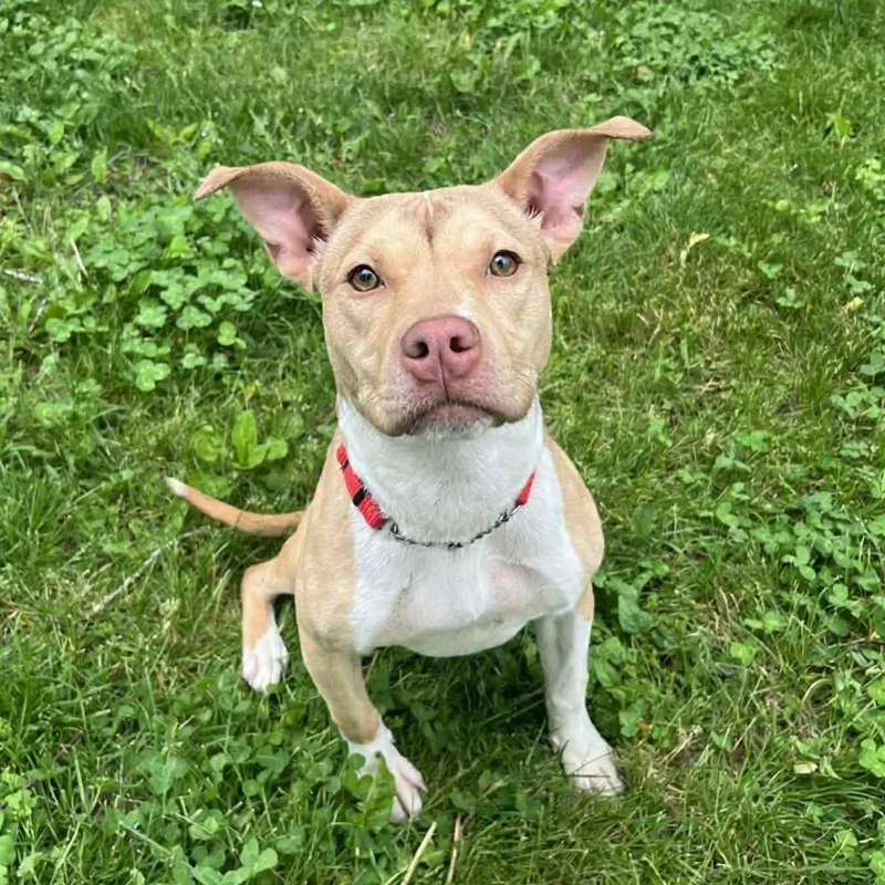 A young medium-sized female Yellow / Tan / Blond / Fawn Mixed Breed dog named Lottie for adoption in Elyria, OH