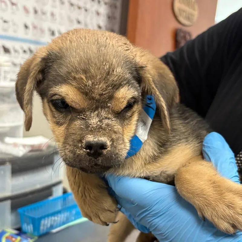 A baby small-sized male Yellow / Tan / Blond / Fawn Mixed Breed dog named Kyndall for adoption in Yuma, AZ