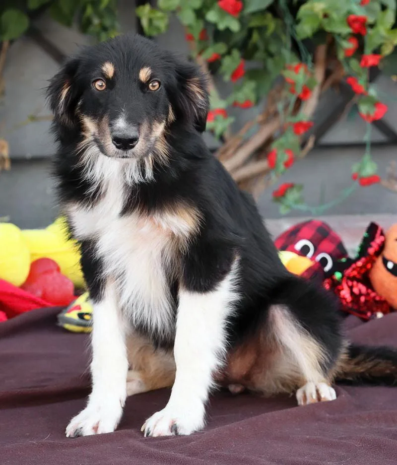 A baby medium-sized female Tricolor (Brown, Black, & White) Border Collie dog named Molly von Mistelgau for adoption in Los Angeles, CA