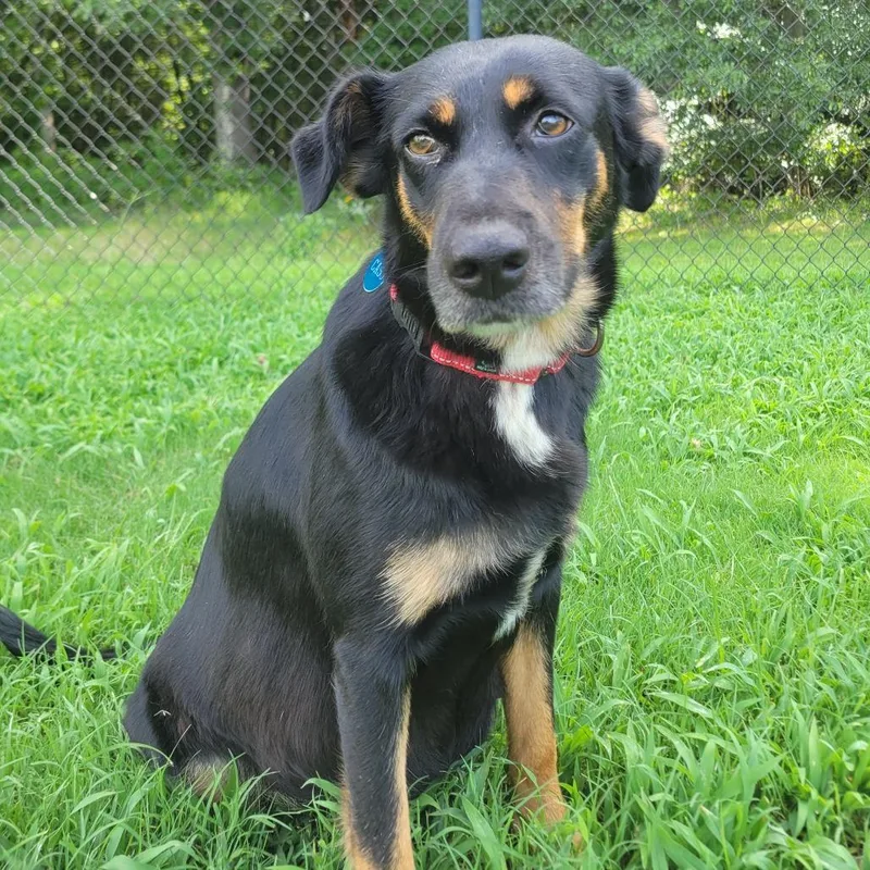 An adult medium-sized female Terrier dog named Firefly for adoption in Cabot, AR