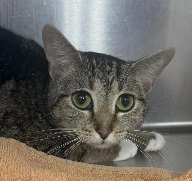 A young medium-sized female Domestic Short Hair cat named Cookie for adoption in Upper Marlboro, MD