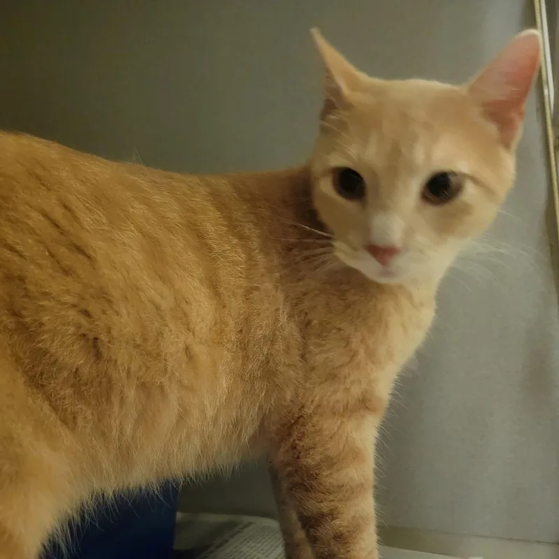 An adult medium-sized male Tabby (Orange / Red) Domestic Short Hair cat named Squirrel for adoption in Mason City, IA
