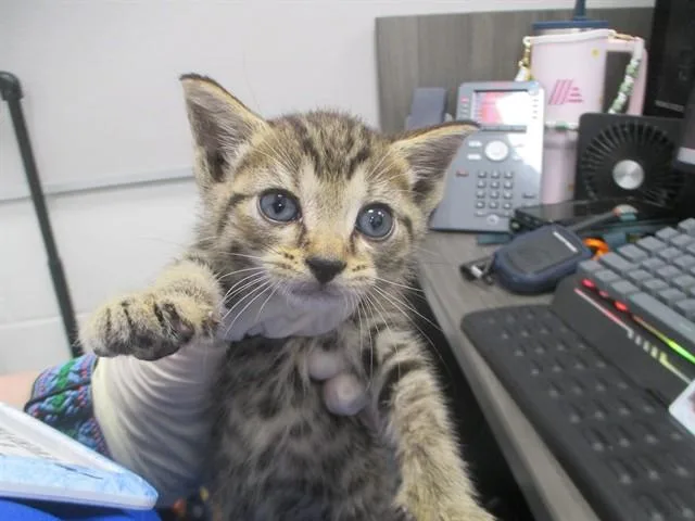 A baby small-sized female Domestic Short Hair cat named Cricket for adoption in Ocala, FL
