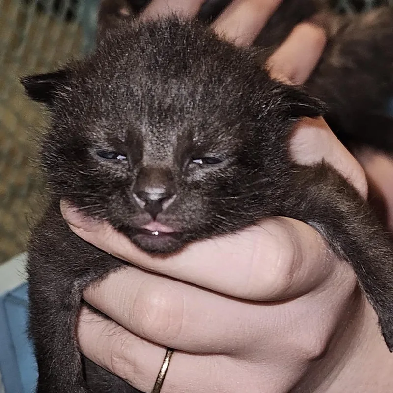 A baby small-sized male Black Domestic Short Hair cat named Kuro for adoption in Inman, SC