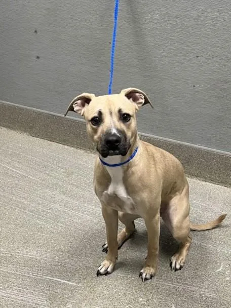 A young medium-sized female Pit Bull Terrier dog named Honey for adoption in Las Vegas, NV