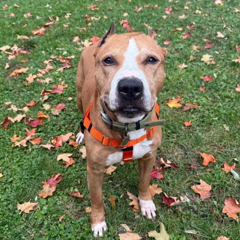 A senior medium-sized male Brown / Chocolate Mixed Breed dog named Stefano for adoption in Bangall, NY