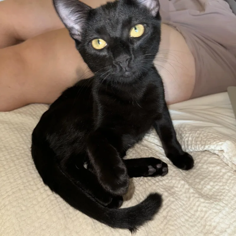 A baby small-sized male Black Domestic Short Hair cat named Big Tex for adoption in Pittsburgh, PA