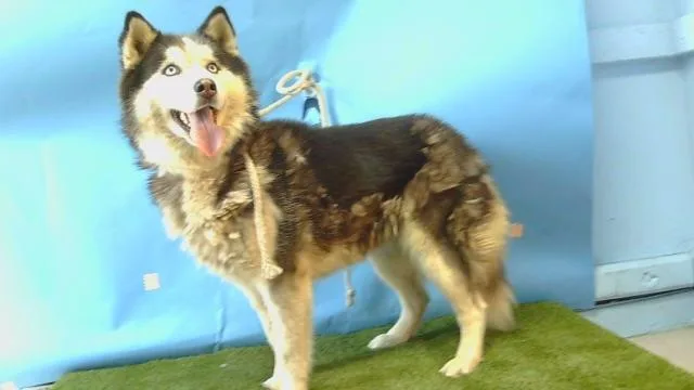 An adult large-sized female Siberian Husky dog named Fifi for adoption in Downey, CA