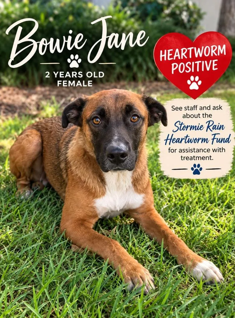 Bowie Jane