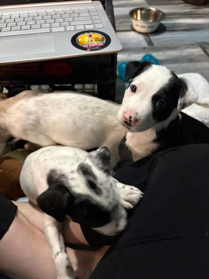 A baby medium-sized male Border Collie dog named Marshall for adoption in Berlin, NJ