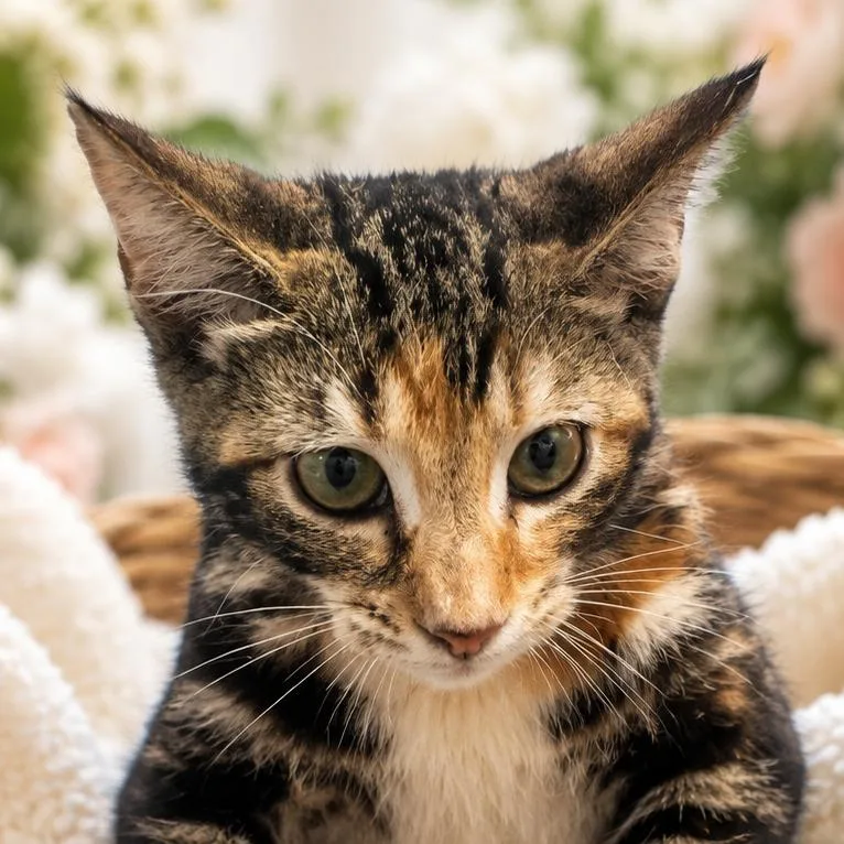 Kali