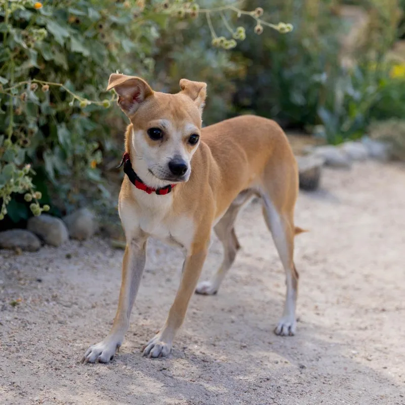 A young small-sized male Yellow / Tan / Blond / Fawn Mixed Breed dog named Sullivan for adoption in Palm Springs, CA