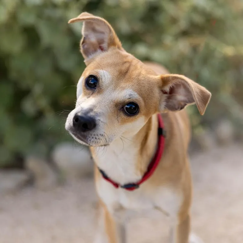 Sullivan thumbnail 3