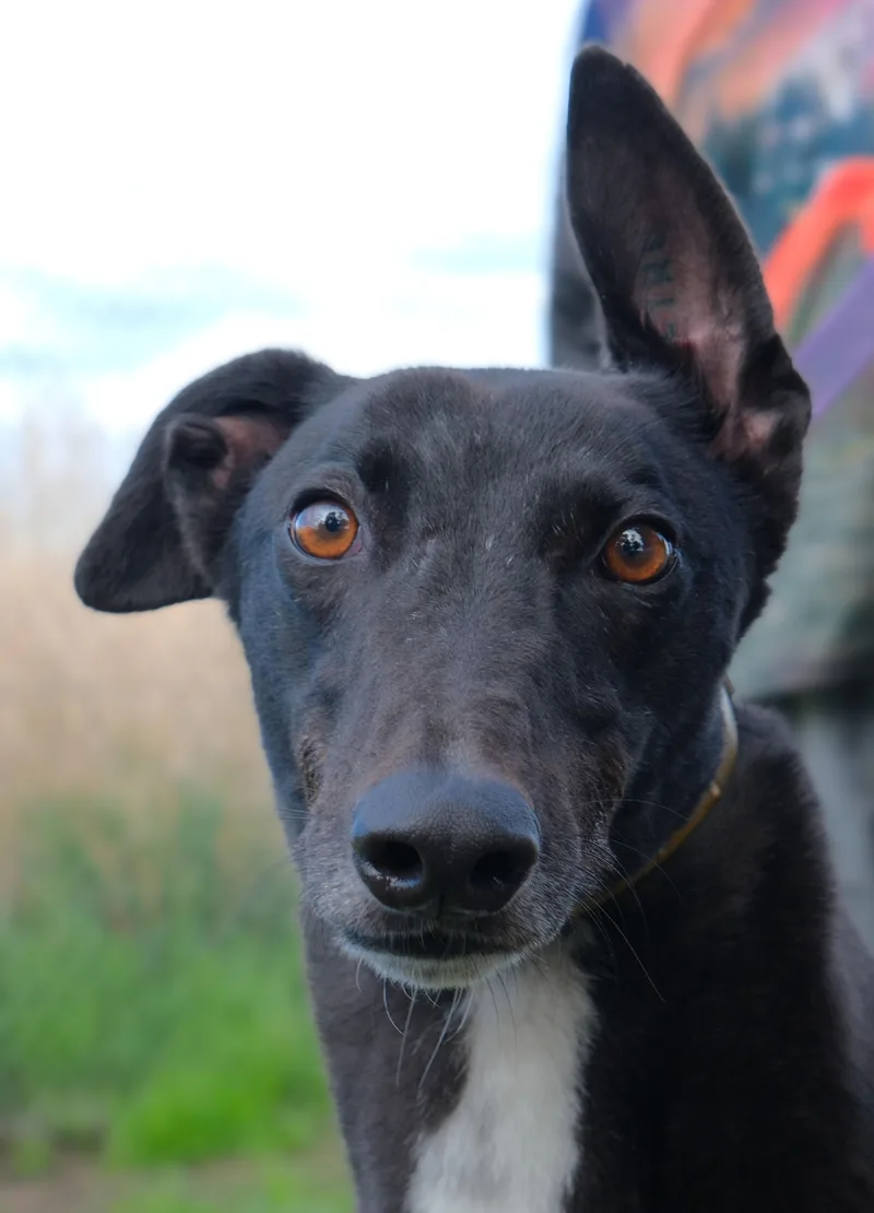 A young large-sized male Greyhound dog named Basil for adoption in Seattle, WA