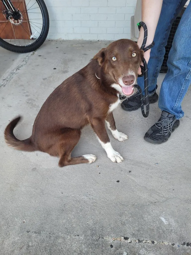 A baby large-sized female Mixed Breed dog named Bluey for adoption in Lawrenceburg, TN