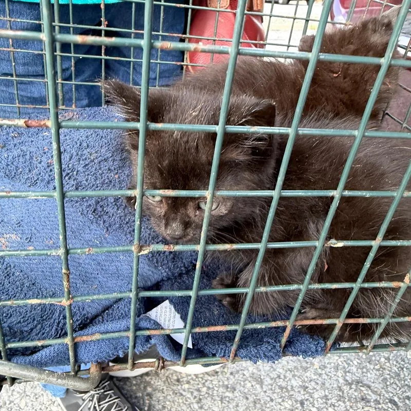 A baby small-sized female Black Domestic Short Hair cat named Red Bull for adoption in Newark, NJ