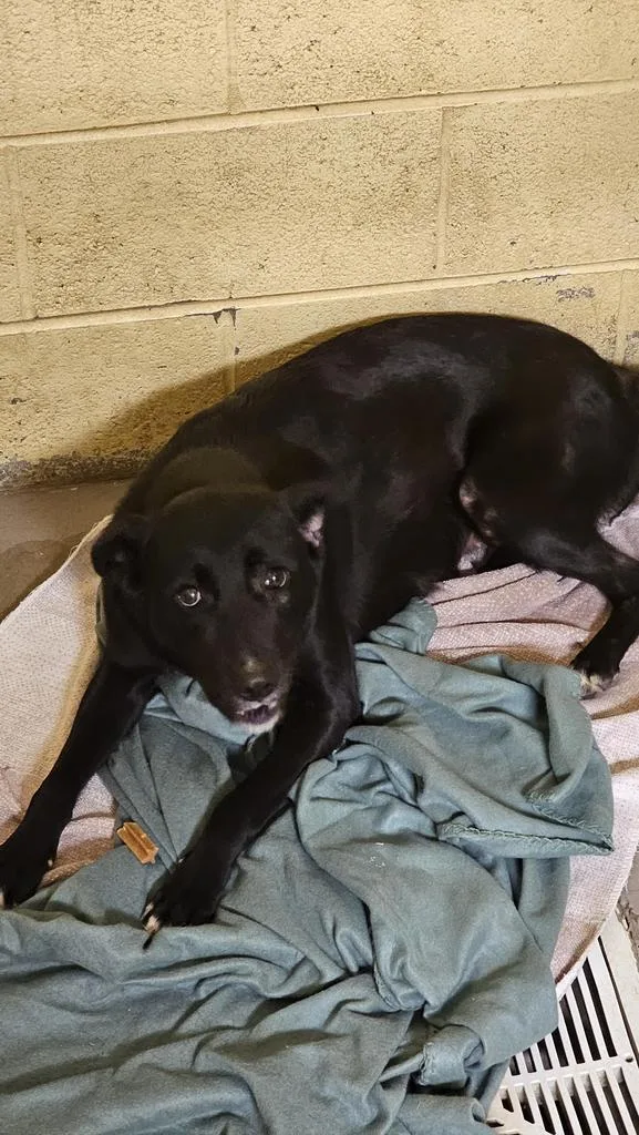 A young medium-sized female Labrador Retriever dog named Stella for adoption in Crossville, TN