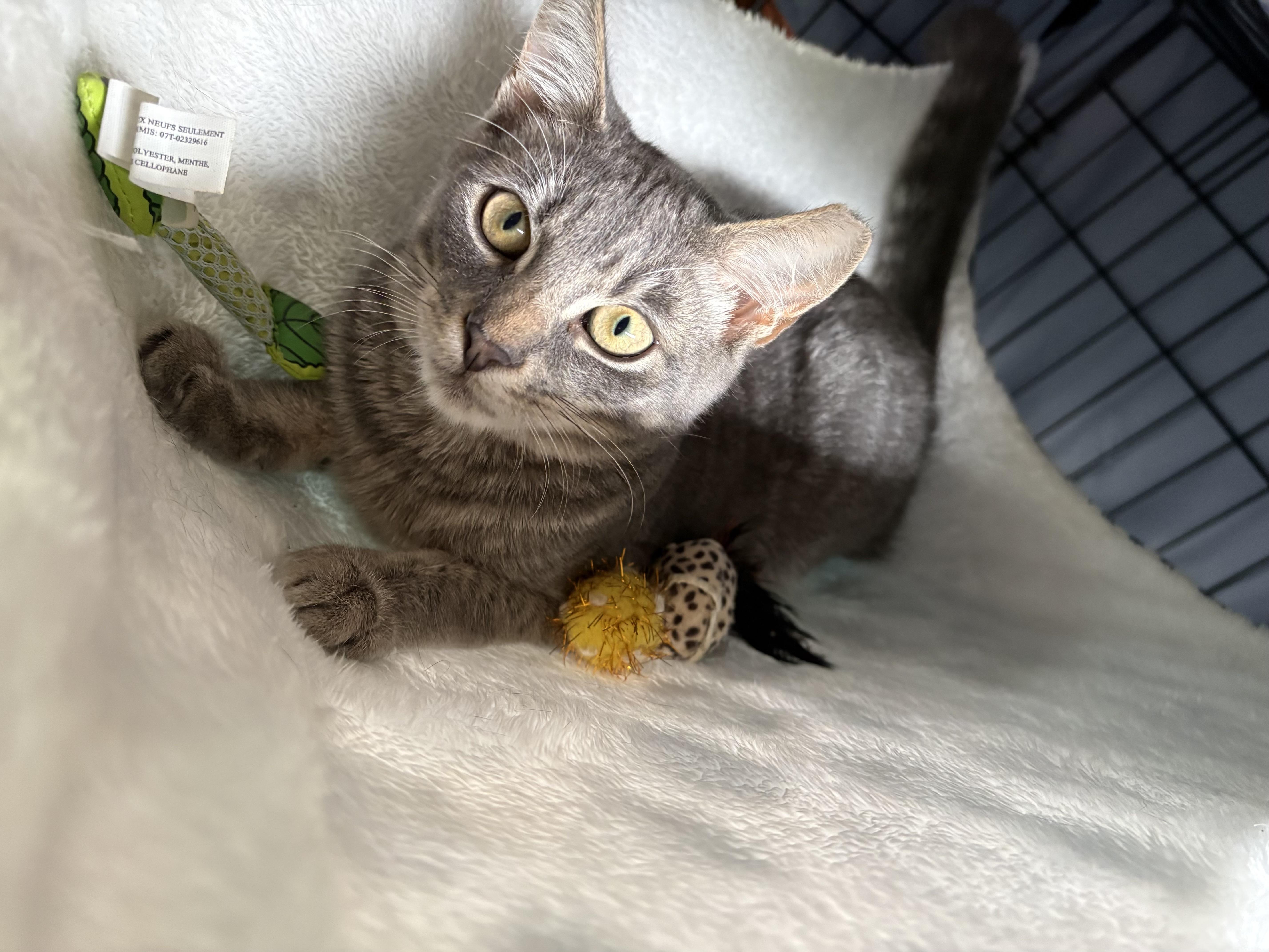A baby small-sized male Domestic Short Hair cat named Manny for adoption in Port Jefferson Station, NY