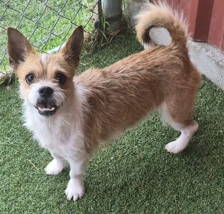 An adult small-sized male Red / Chestnut / Orange Cairn Terrier dog named Rover for adoption in Carrollton, TX