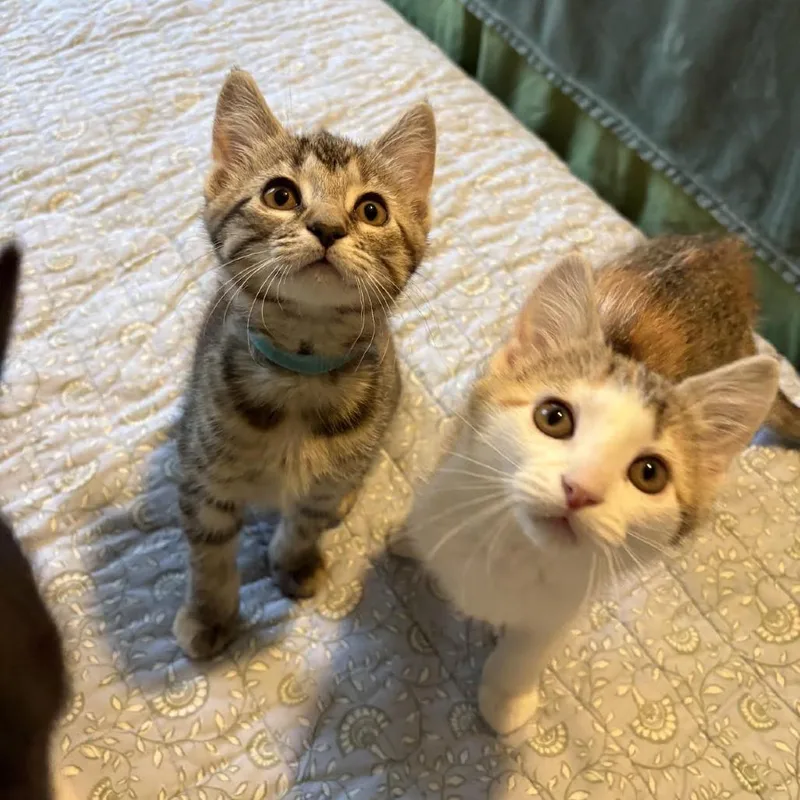 A baby small-sized female Torbie Domestic Short Hair cat named Cadbury C for adoption in Minnetonka, MN