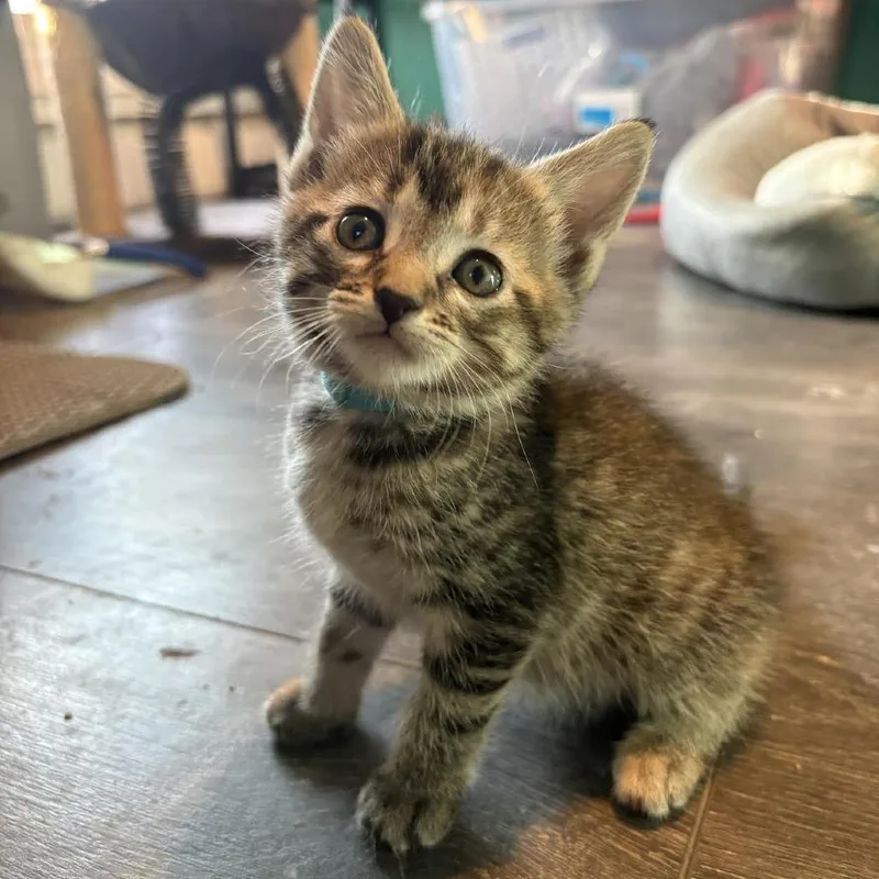 Cadbury C thumbnail 2