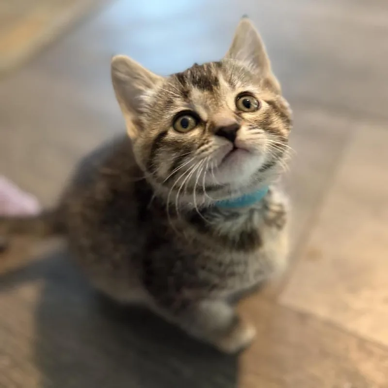 Cadbury C thumbnail 3