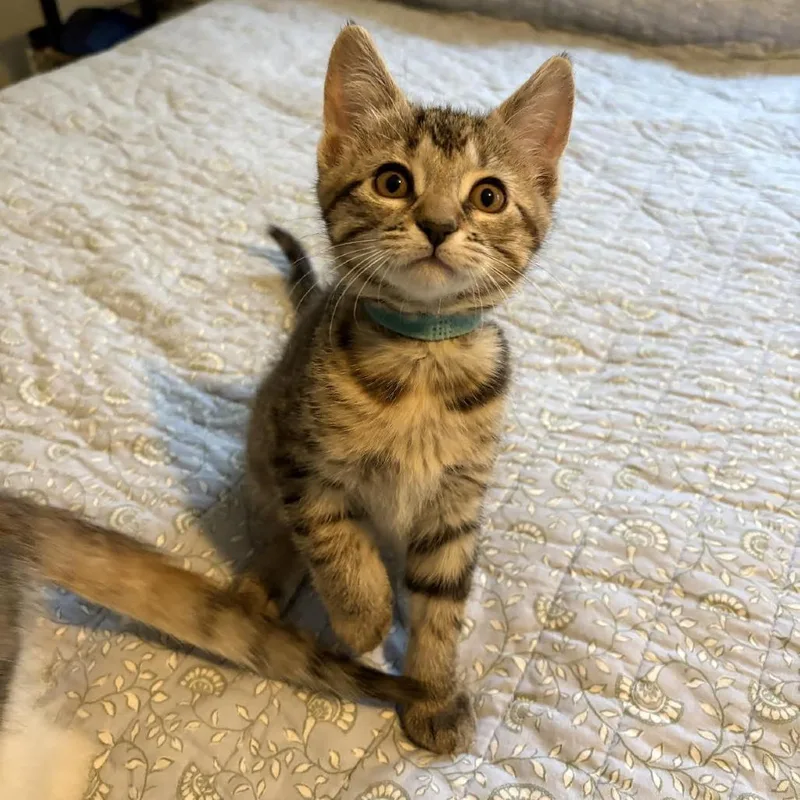 Cadbury C thumbnail 4