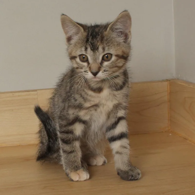 Cadbury C thumbnail 5