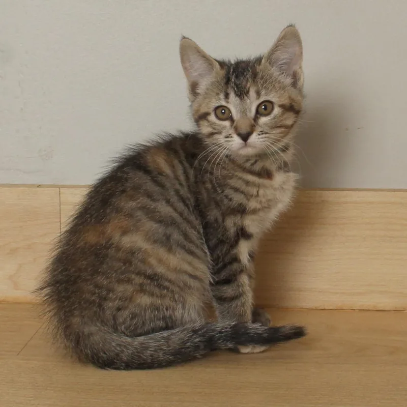 Cadbury C thumbnail 6