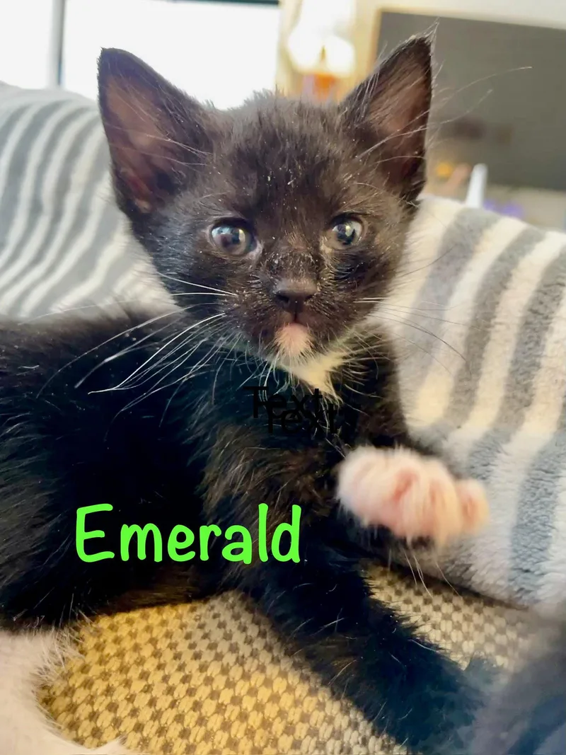 A baby medium-sized female Black & White / Tuxedo Domestic Short Hair cat named Emerald for adoption in Reston, VA