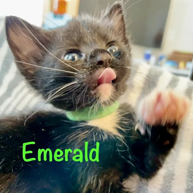 Emerald thumbnail 2