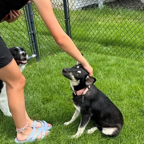 A young medium-sized female Black Mixed Breed dog named Banaenae for adoption in Buffalo, MN