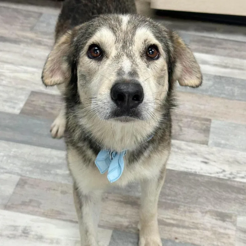 An adult medium-sized male Gray / Blue / Silver Husky dog named Koa for adoption in Lufkin, TX