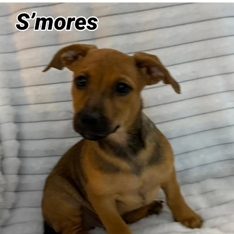 Smores