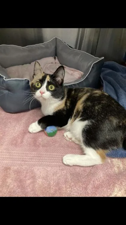 A baby small-sized female Domestic Short Hair cat named Peridot for adoption in Fallston, MD