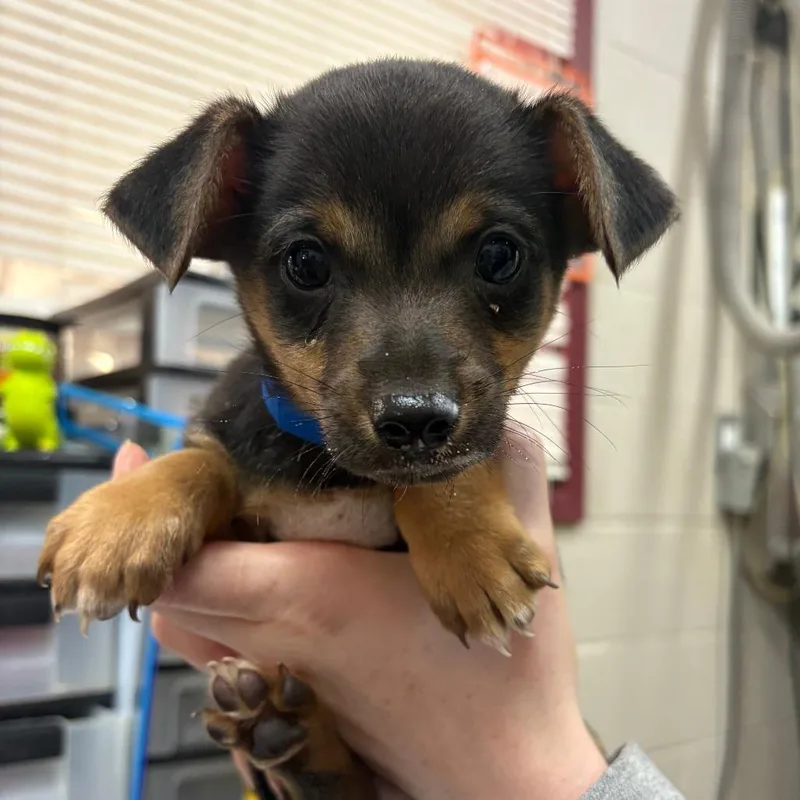 A baby small-sized male Chihuahua dog named Lenny for adoption in Ardmore, OK