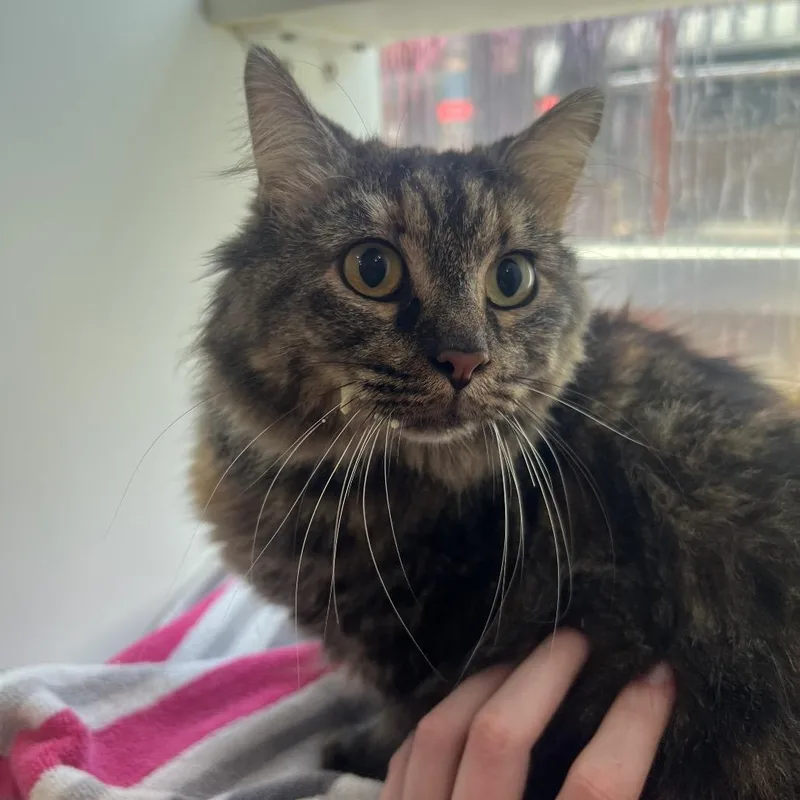 An adult medium-sized female Domestic Long Hair cat named Rickie ON for adoption in Chattanooga, TN