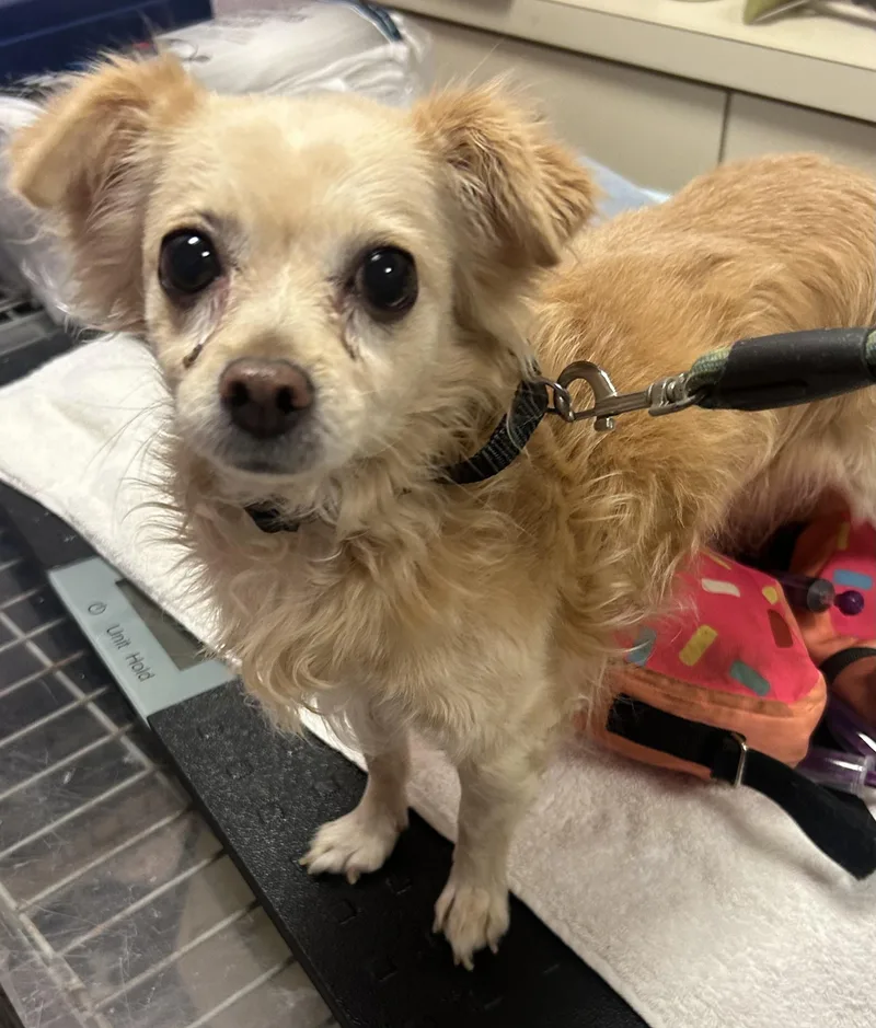 A senior small-sized male Chihuahua dog named Diego for adoption in Oak Ridge, NJ