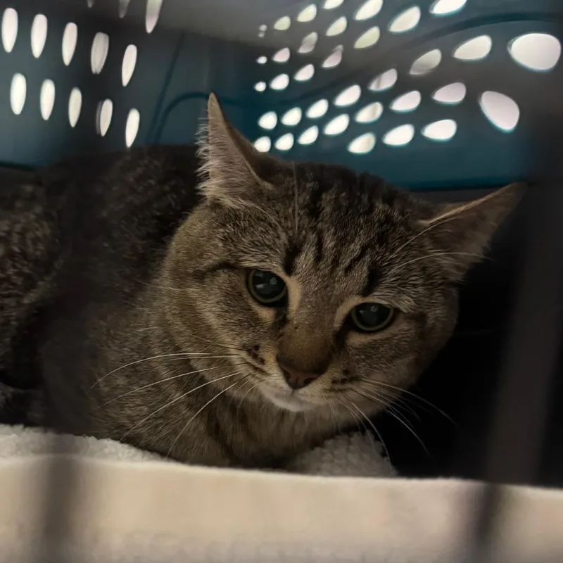 An adult small-sized male Brown / Chocolate Domestic Short Hair cat named Oliver for adoption in York, PA