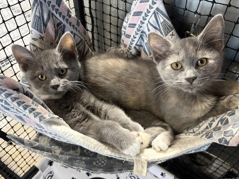 A baby medium-sized female Gray & White Domestic Short Hair cat named Wren for adoption in Rootstown, OH