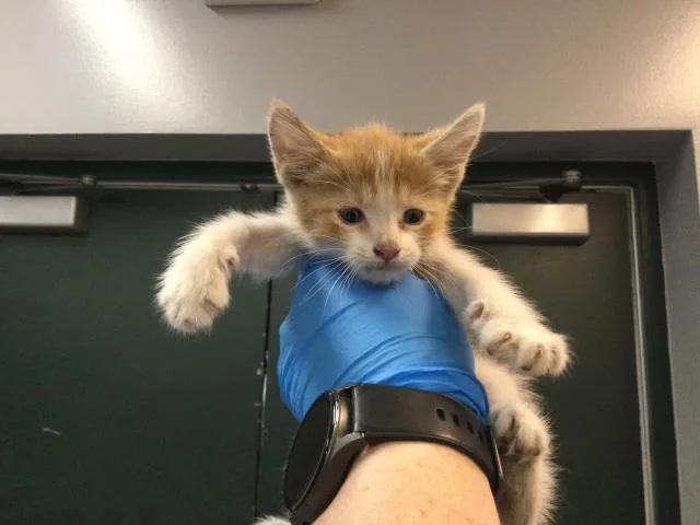 A baby small-sized male Domestic Short Hair cat named Clem for adoption in Thousand Palms, CA